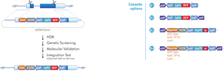 Gene Deletion and Gal4 Knock-in