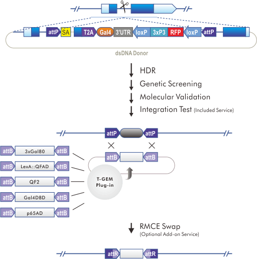 T-GEM Knock-in & RMCE Swap