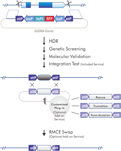 RMCE Knock-in & RMCE Swap