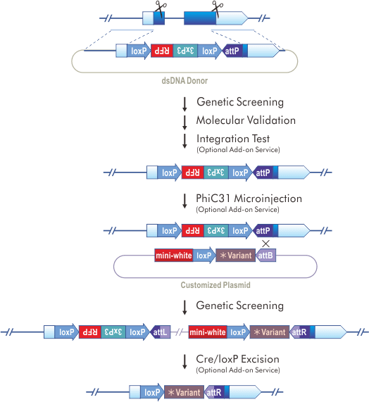 attP Knock-in & Rescue