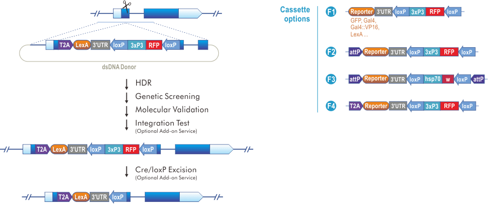 N-terminal Reporter Knock-in