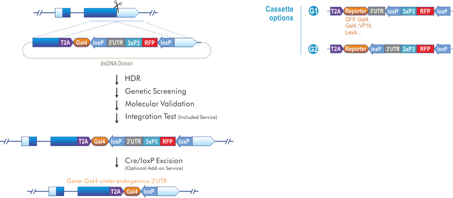 C-terminal Reporter Knock-in