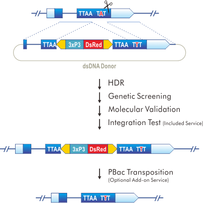 Point Mutation: PBacDsRed in Exon