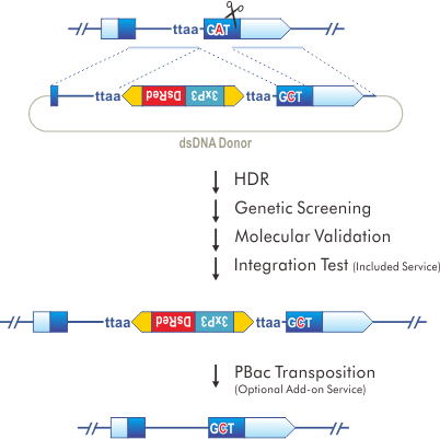 Point Mutation: PBacDsRed in Intron