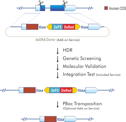 Gene Replacement (Humanized Fly)
