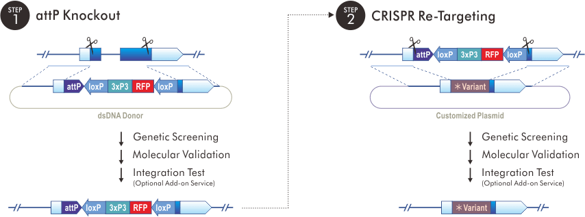 Variant Rescue: by CRISPR Re-Targeting