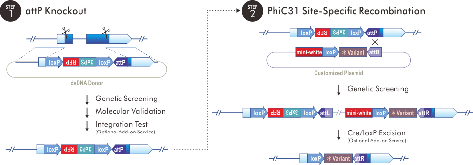 Variant Rescue: by PhiC31 Site-Specific Recombination
