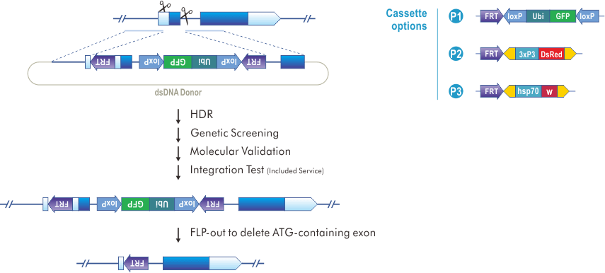 Conditional Knockout